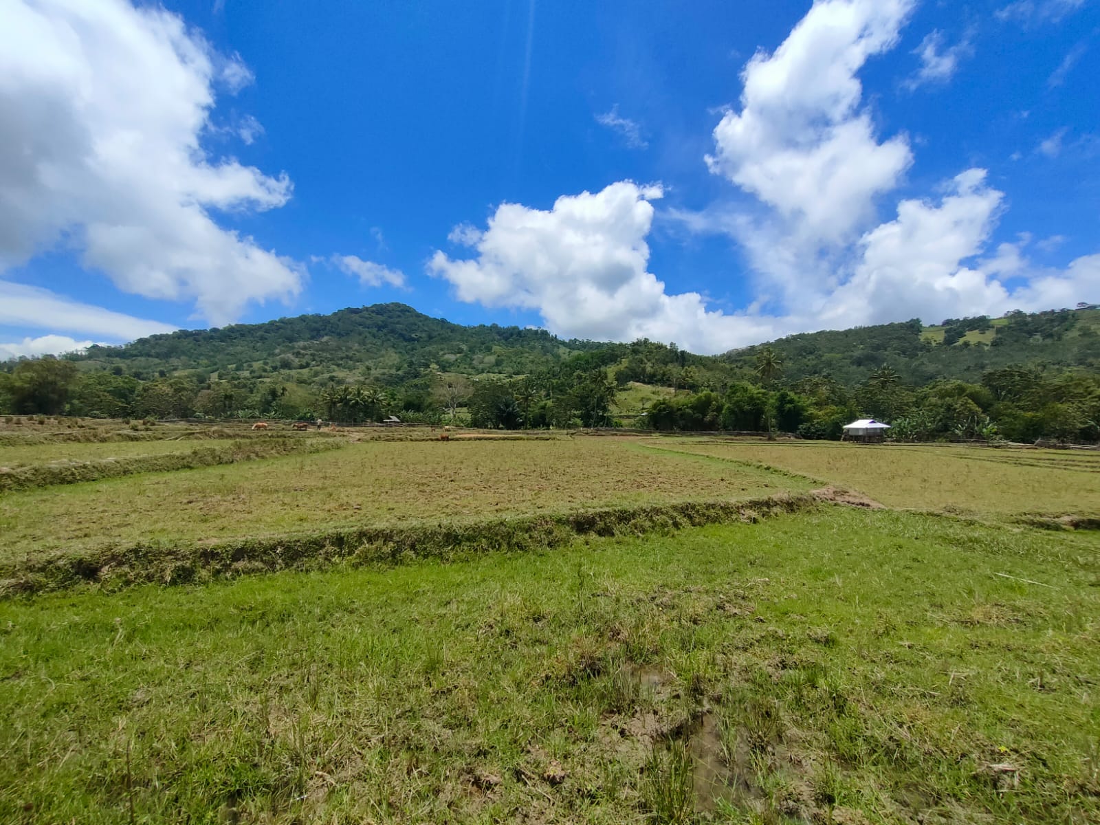 a0efdf1a 6778 4a2e b071 521d7ac146af